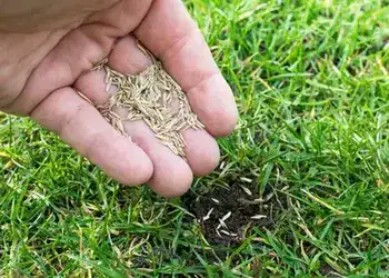 Seeds & Plant Saplings