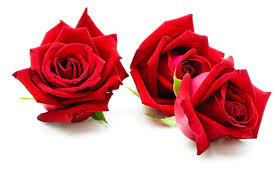  Red Rose Flower