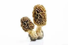 Sponge Mushroom