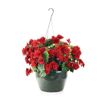Attractive Designs Hanging Basket