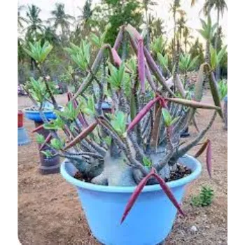Glossy Adenium Plant