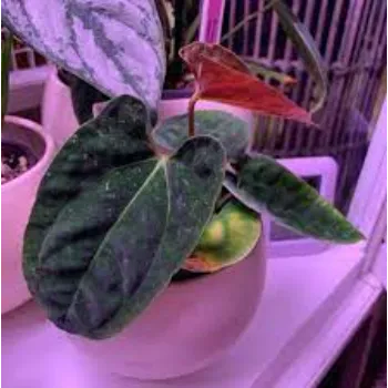 Decorative Anthurium 