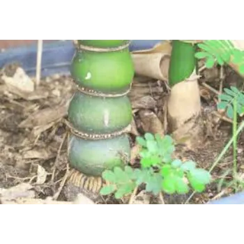 Beautiful Bamboo Plant