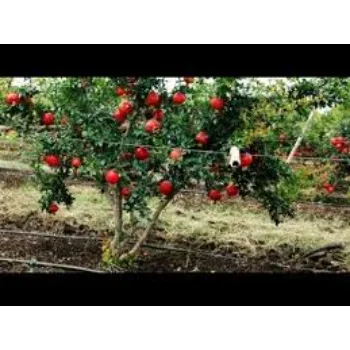 No1 Pomegranate Plant
