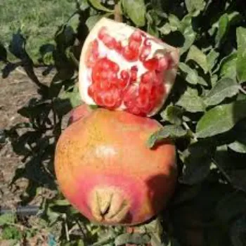 Juicy Pomegranate Plant