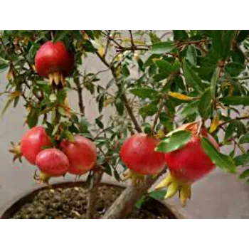 Red Pomegranate Plant