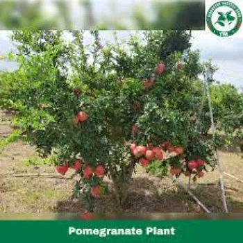 A1 Pomegranate Plant