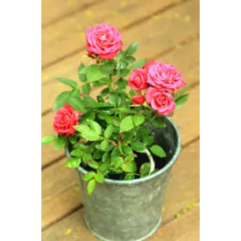 Super Rose Plant