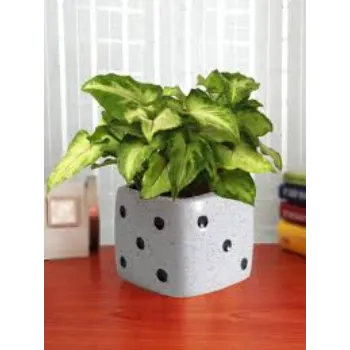 NIce Syngonium 