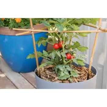 Best Tomato Plant