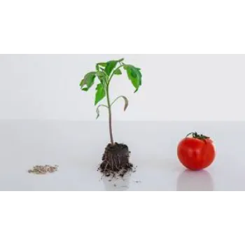 A1 Tomato Plant