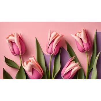 Tulip Flower