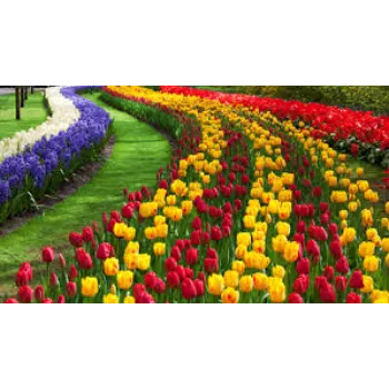 Colorfull Tulip Flower