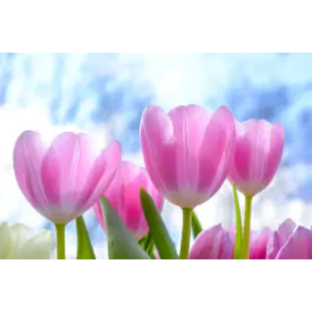 Designer Tulip Flowers