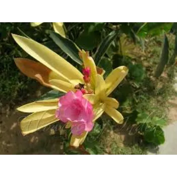 Great Arali Flowers