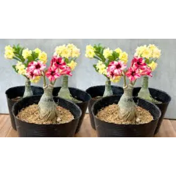 Top Adenium Plant 