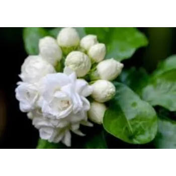 White Arali Flower