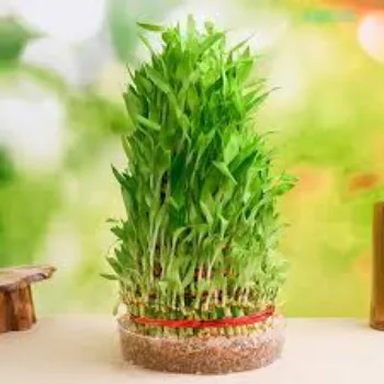 Very Nice Bamboo Plant
