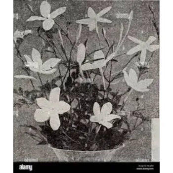Nice Jasmine Plants