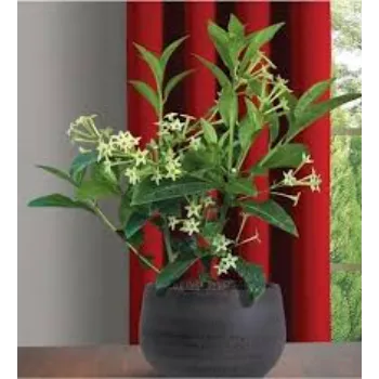 Best Jasmine Plants