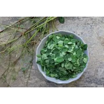 Dark Green Moringa Leaves