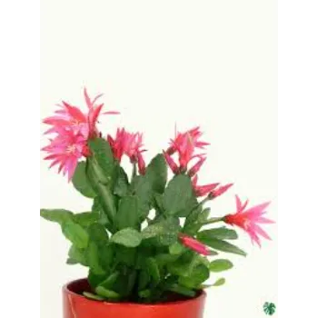 Red Flower Cactus Plants