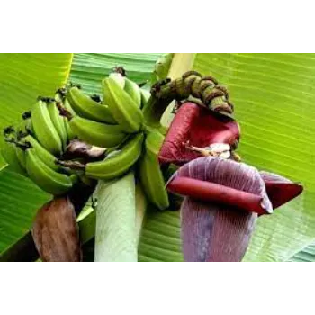 Banana Flowers