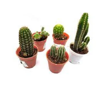 Different Type Cactus plant