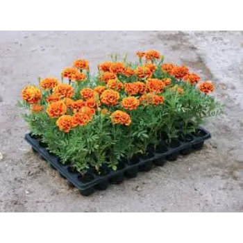 A1 Marigold Plants