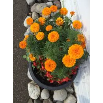 Nice Marigold Plants