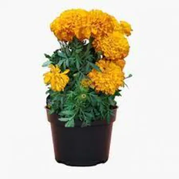 Marigold Plants