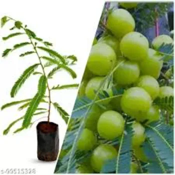 Lite Green Amla Plant