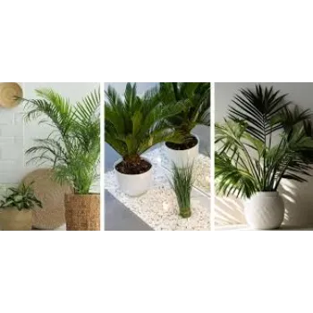 Super Areca Palm Plant 