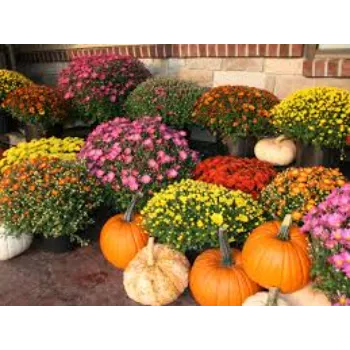Fresh Chrysanthemum Plant