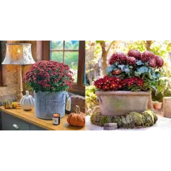 Nice Chrysanthemum Plant