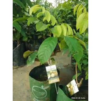 No1 Mahogany Plant