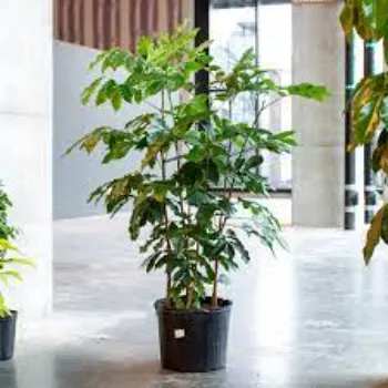 Great Mahogany Plants 