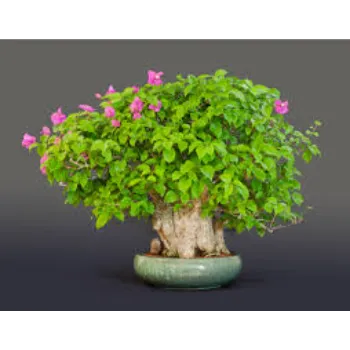 Indoor Bonsai Plants