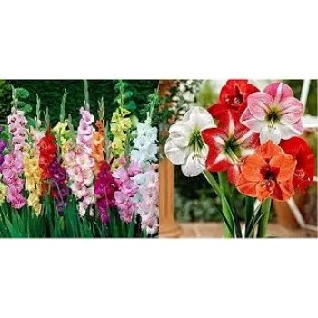 Gorgeous Gladiolus Flowers
