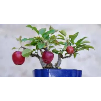 Kashmiri Apple Plant