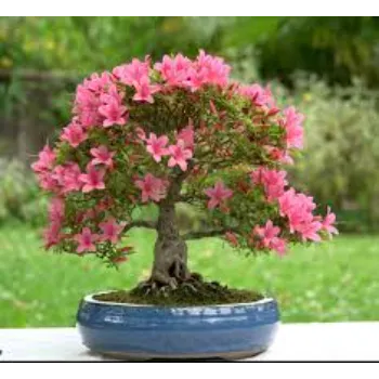 Fablous Bonsai Plant 