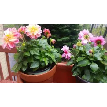 Gorgeous Dahlia Plant