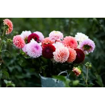 Beautiful Dahlia Plant