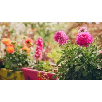 Perfect Dahlia Plant