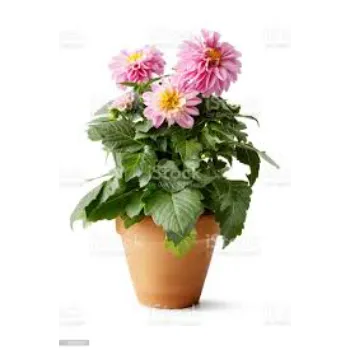 Stylist Dahlia Plant