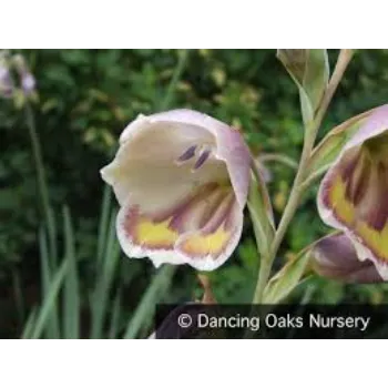 Perfect Gladiolus Flower
