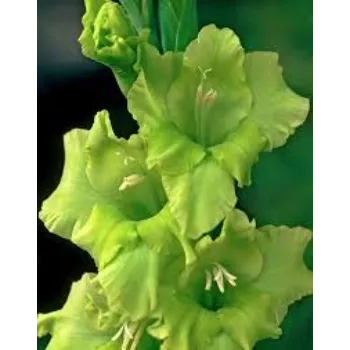 Green Gladiolus Flower