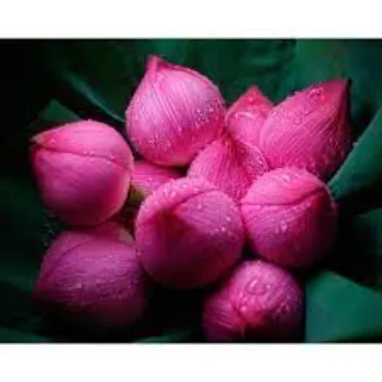 A1 Lotus Flower