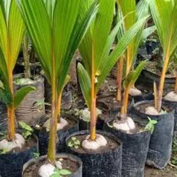 Water Coconut Plant