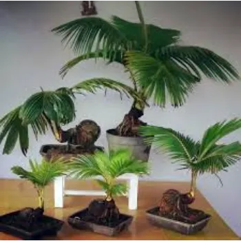 Best Coconut Plant